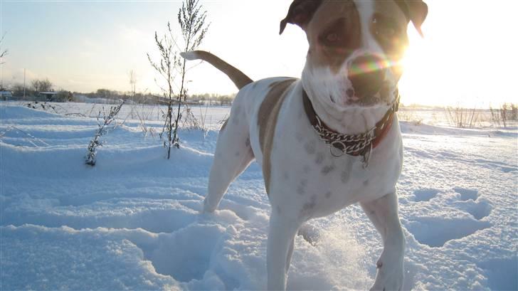 Amerikansk bulldog Sheja  - Januar 2011 billede 9