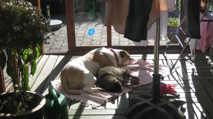 Amerikansk bulldog Sheja  - Sheja og vores kat viktor<3 oktober 2010 billede 10