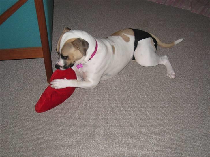 Amerikansk bulldog Sheja  - Sheja i løbetid for første gang. september 2009. Se mine fine hunde underbukser:D billede 11