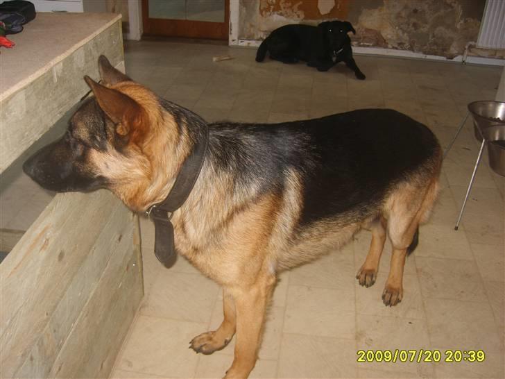 Schæferhund Taico. 2008-2010. R.I.P - NYT TYKKE TAICO, HELT SIKKERT I BEDRING billede 19