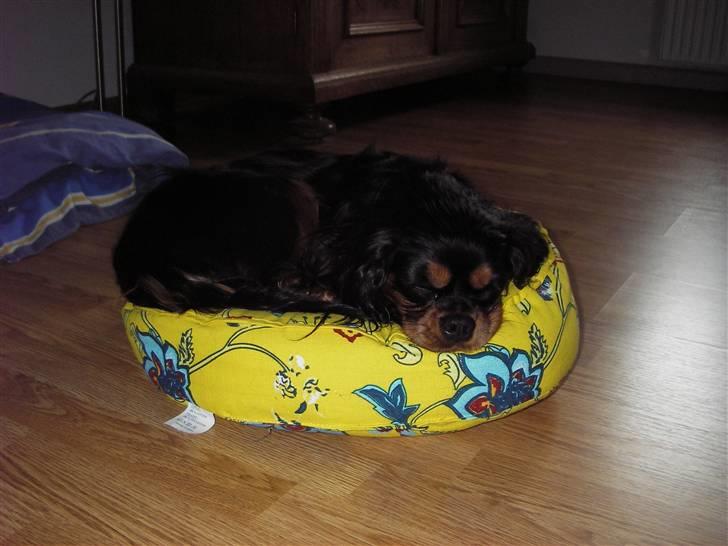 Cavalier king charles spaniel Freya - Selv om jeg er blevet stor, kan jeg godt ligge på den her pude... billede 5