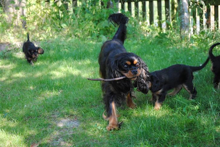 Cavalier king charles spaniel Freya - Freya leger med hvalpene billede 6