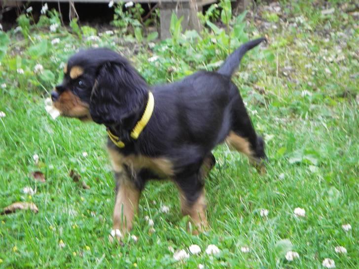 Cavalier king charles spaniel Freya - Freya 9 uger gammel billede 7