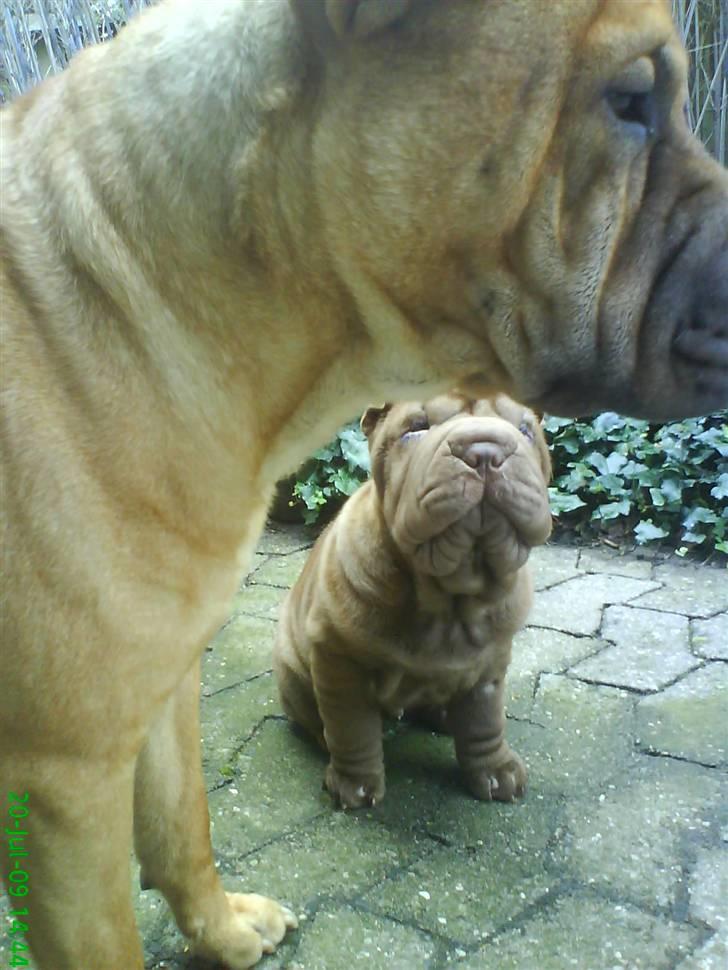 Shar pei Kenzo billede 4