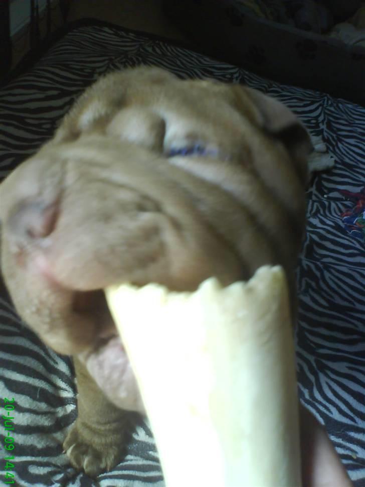 Shar pei Kenzo billede 5