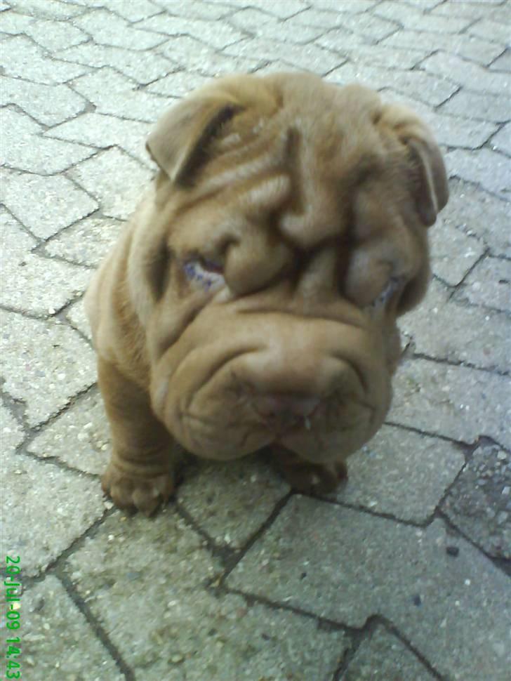 Shar pei Kenzo billede 6