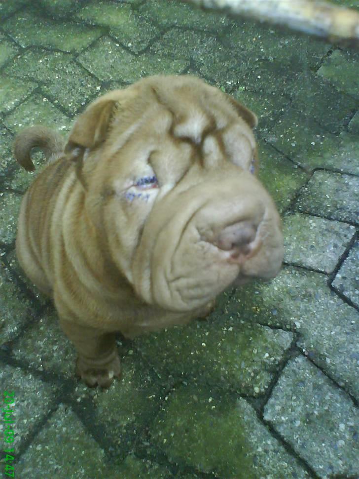 Shar pei Kenzo billede 7