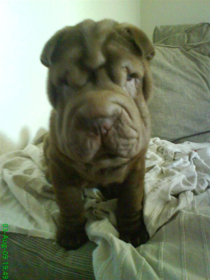 Shar pei Kenzo billede 8