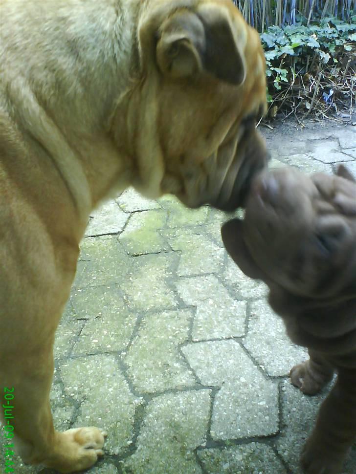 Shar pei Kenzo billede 10