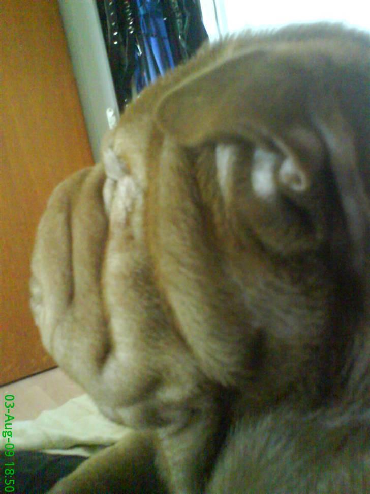 Shar pei Kenzo billede 11