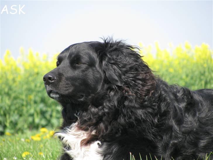 Blanding af racer Freud - ASK-Foto billede 9