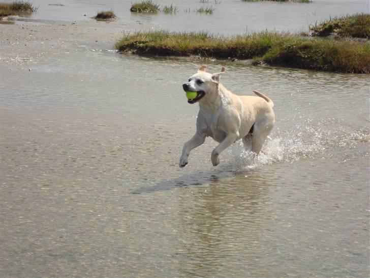 Labrador retriever Buchi billede 1