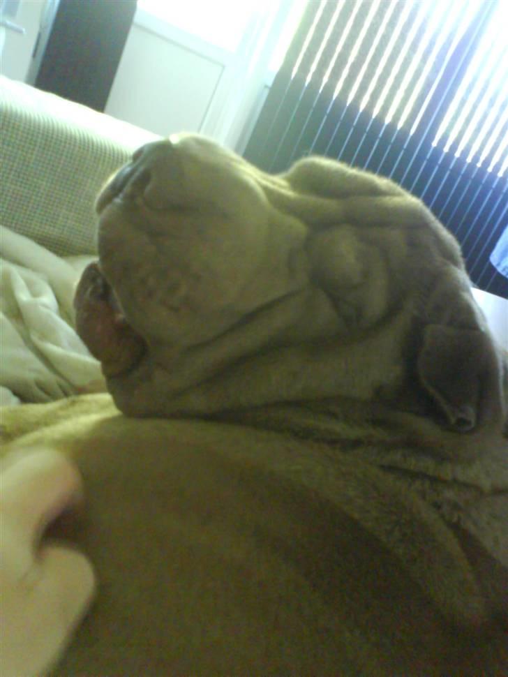 Shar pei Smilla billede 9