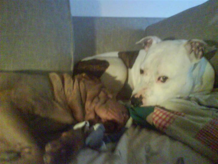 Shar pei Smilla billede 10