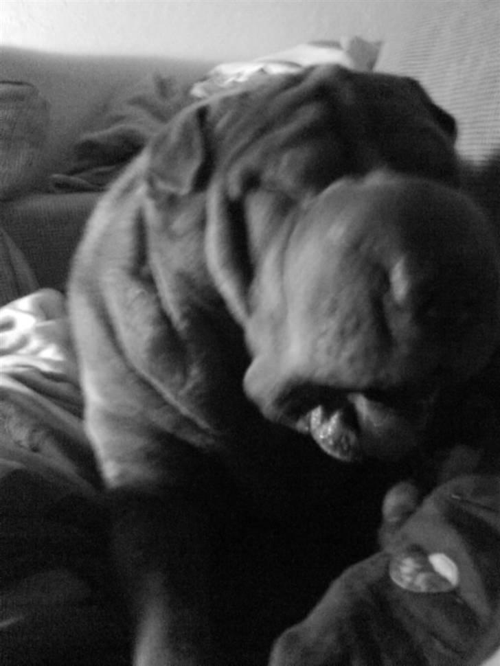 Shar pei Smilla billede 11