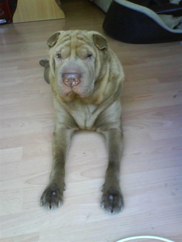 Shar pei Smilla billede 12