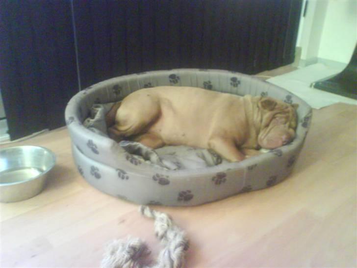 Shar pei Smilla billede 13