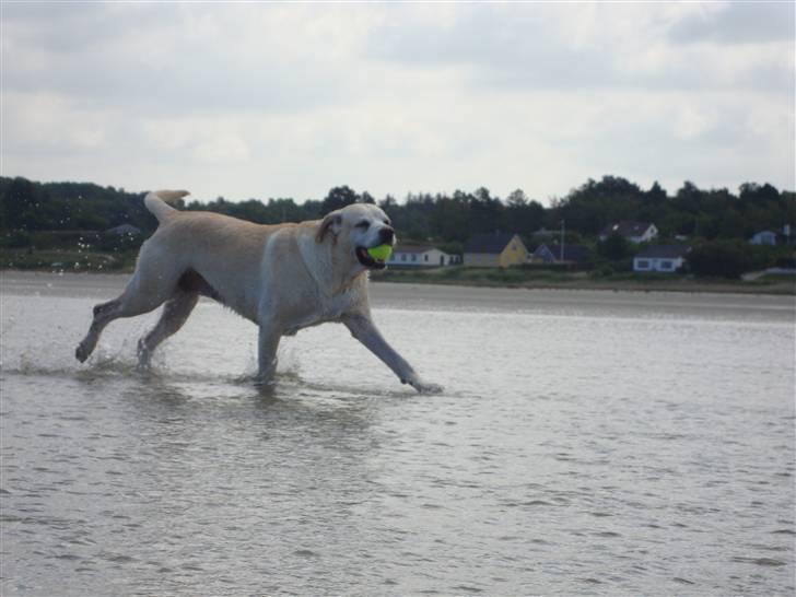 Labrador retriever Buchi billede 6