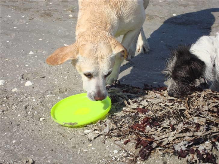 Labrador retriever Buchi billede 8