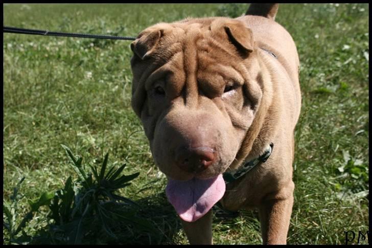 Shar pei Smilla billede 14