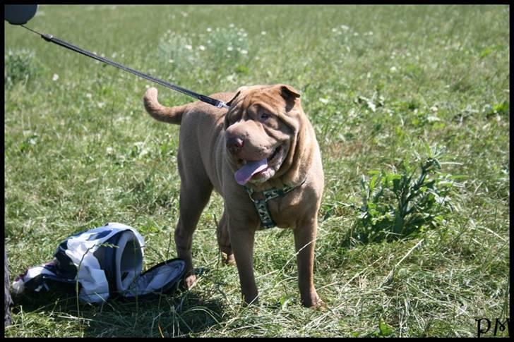 Shar pei Smilla billede 15