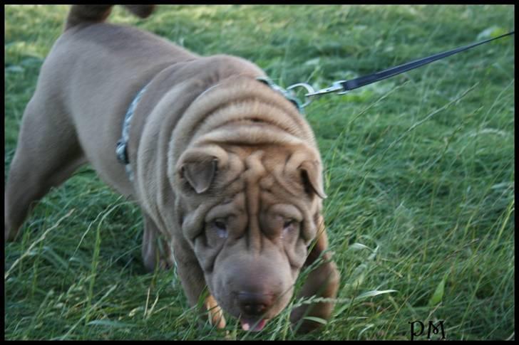 Shar pei Smilla billede 16