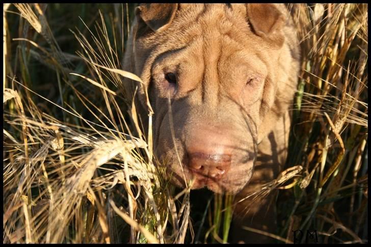 Shar pei Smilla billede 17