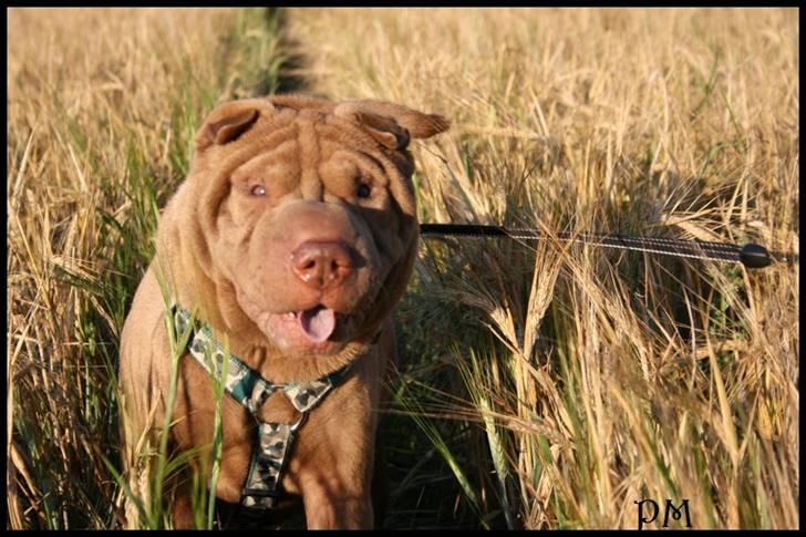 Shar pei Smilla billede 18