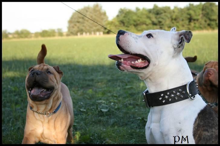 Amerikansk staffordshire terrier Bandit billede 12