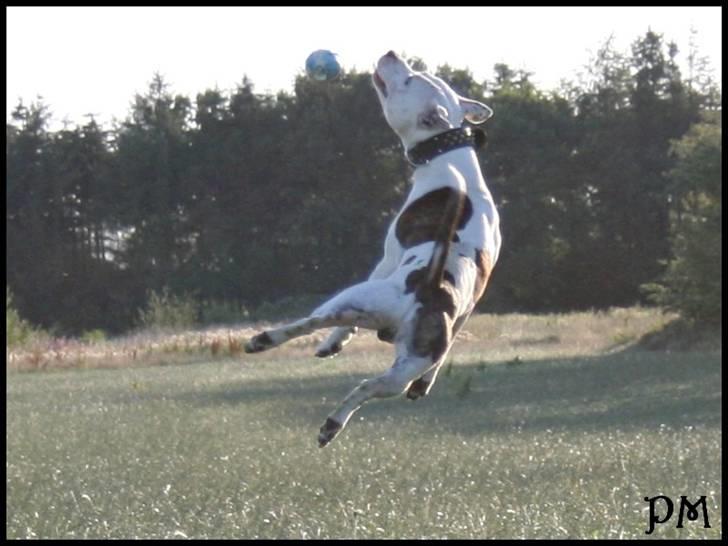 Amerikansk staffordshire terrier Bandit billede 13