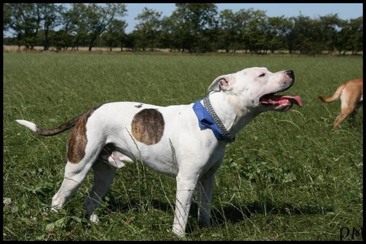Amerikansk staffordshire terrier Bandit billede 10