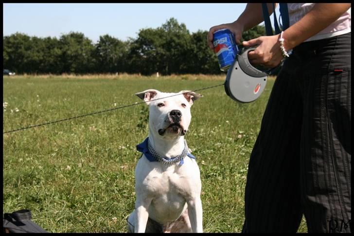 Amerikansk staffordshire terrier Bandit billede 9