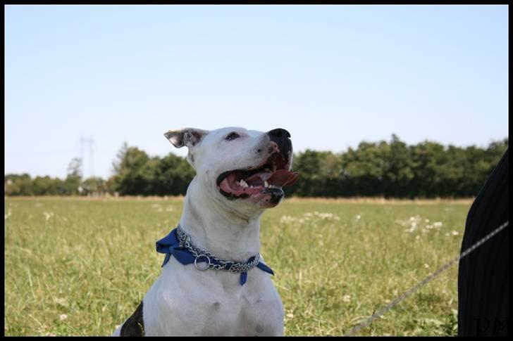 Amerikansk staffordshire terrier Bandit billede 8