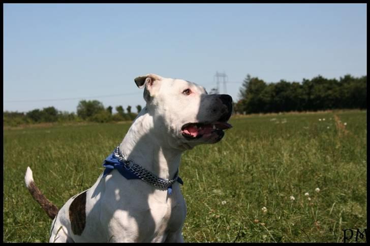 Amerikansk staffordshire terrier Bandit billede 7