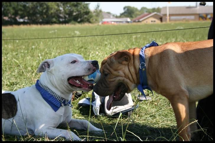 Amerikansk staffordshire terrier Bandit billede 6