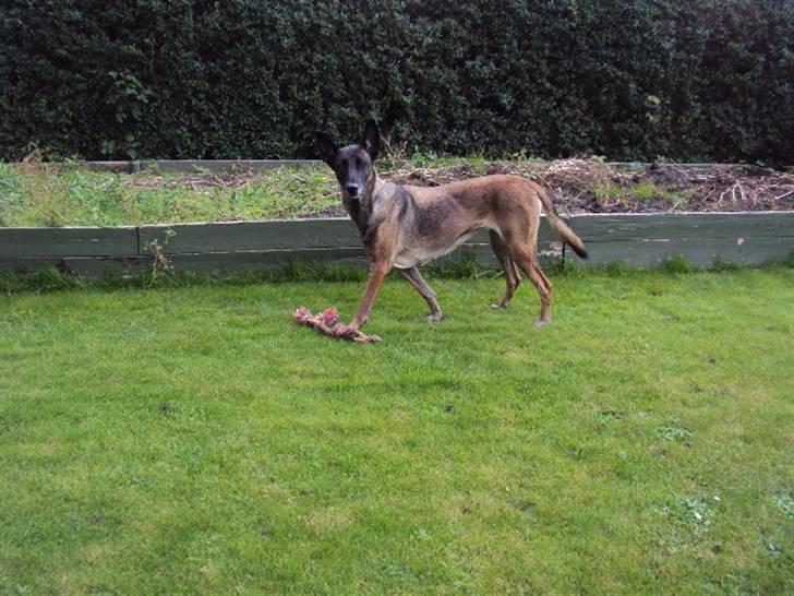 Malinois »' [Mira]  - R.I.P min bedsteveninde :´(<3<3 billede 9