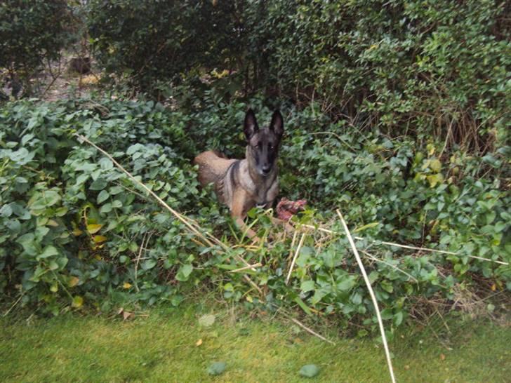 Malinois »' [Mira]  - at ligge i blomsterne er altid godt :-D billede 10