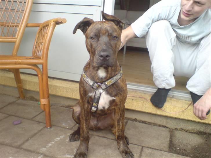 Amerikansk staffordshire terrier Tiki billede 1