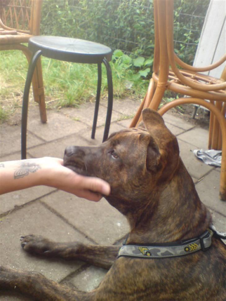 Amerikansk staffordshire terrier Tiki billede 2