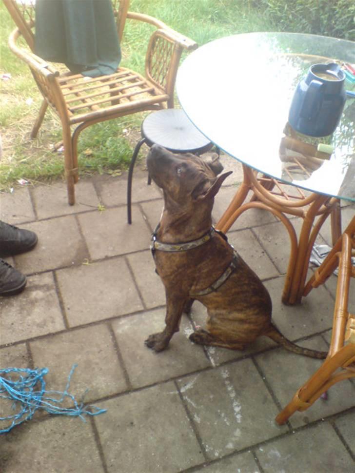 Amerikansk staffordshire terrier Tiki billede 3