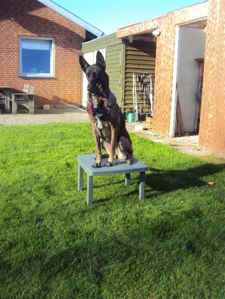 Malinois »' [Mira]  - den var du bare rigtig bange for i starten :´)<33 billede 11