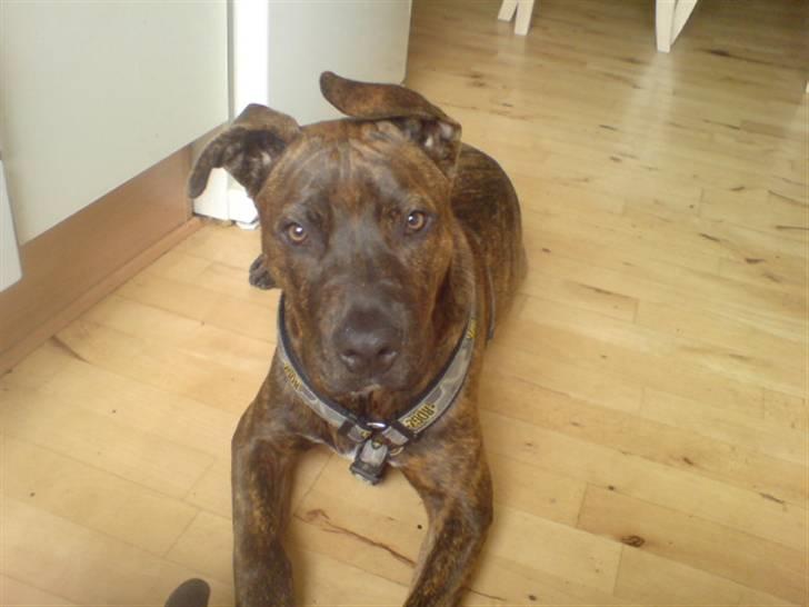 Amerikansk staffordshire terrier Tiki billede 4