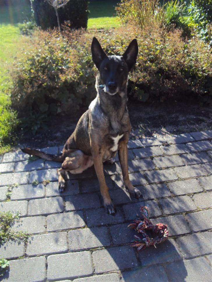 Malinois »' [Mira]  - en ener er du i hvert fald :D<33 billede 12