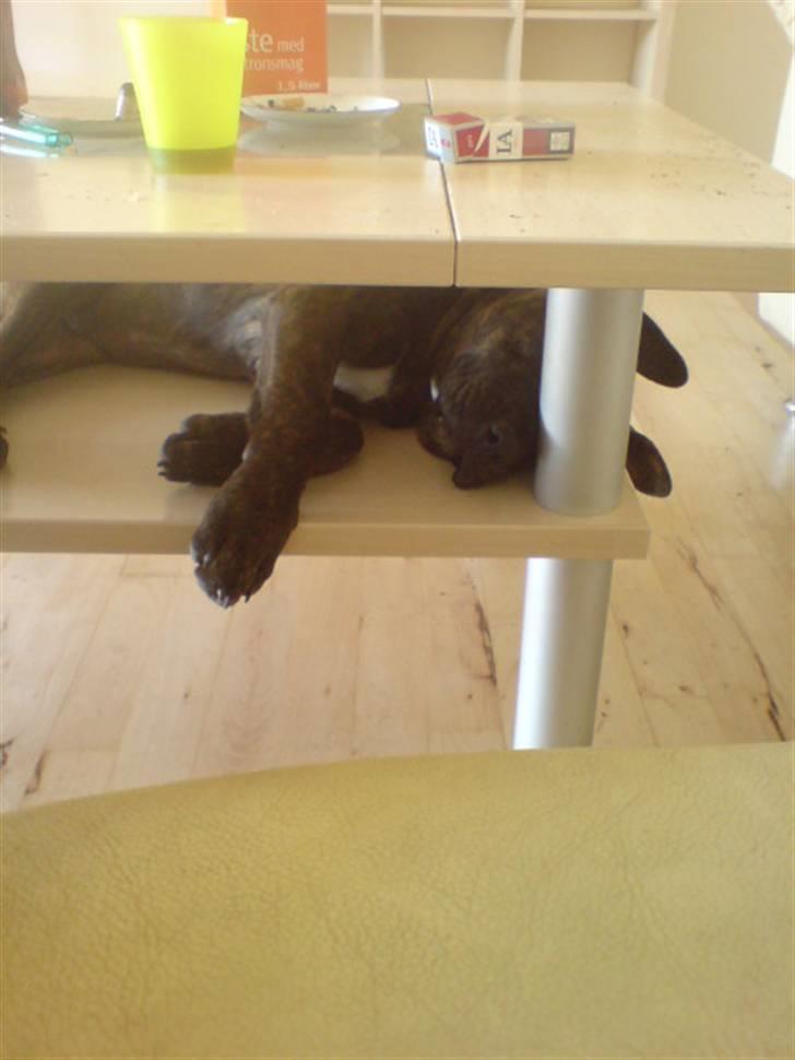 Amerikansk staffordshire terrier Tiki billede 5