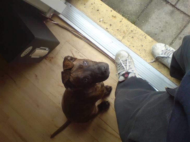 Amerikansk staffordshire terrier Tiki billede 6