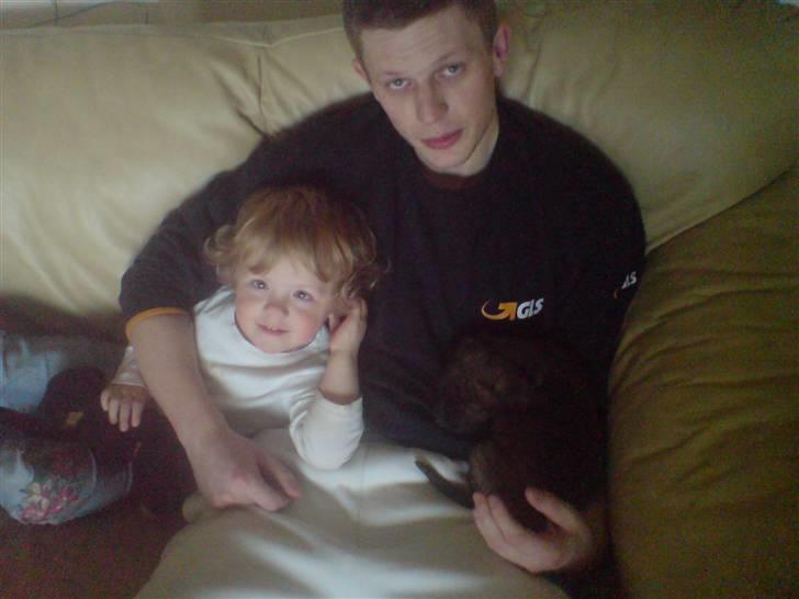 Amerikansk staffordshire terrier Tiki billede 7