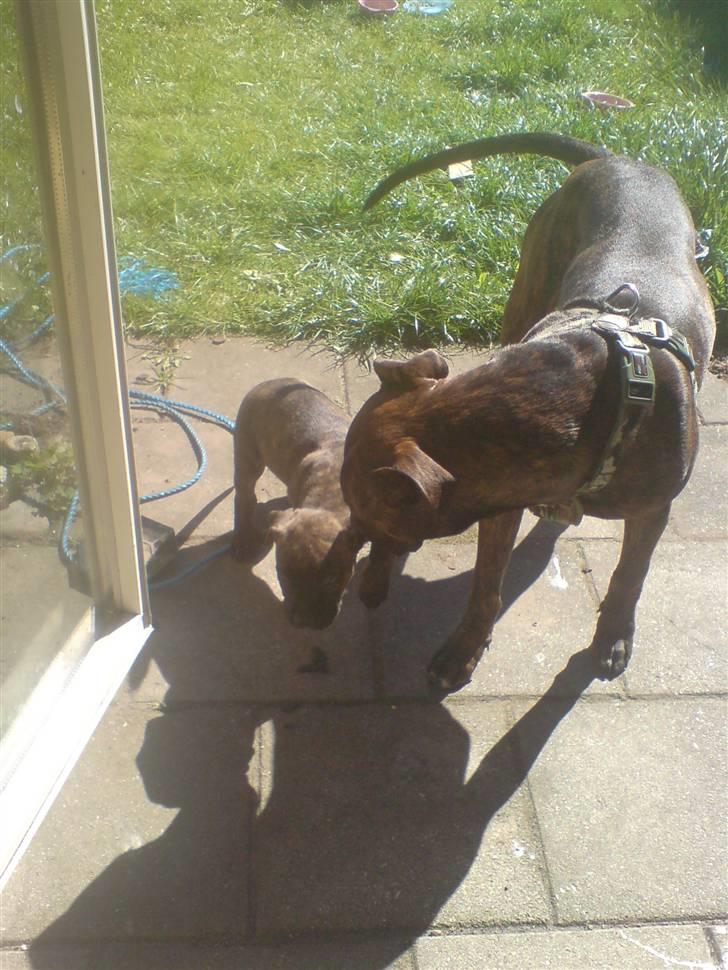 Amerikansk staffordshire terrier Tiki billede 8