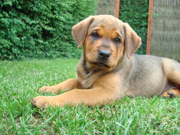 Blanding af racer * Cille * <3 billede 1