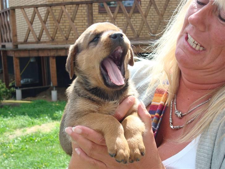 Blanding af racer * Cille * <3 billede 2