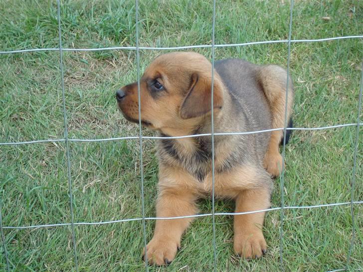 Blanding af racer * Cille * <3 billede 3